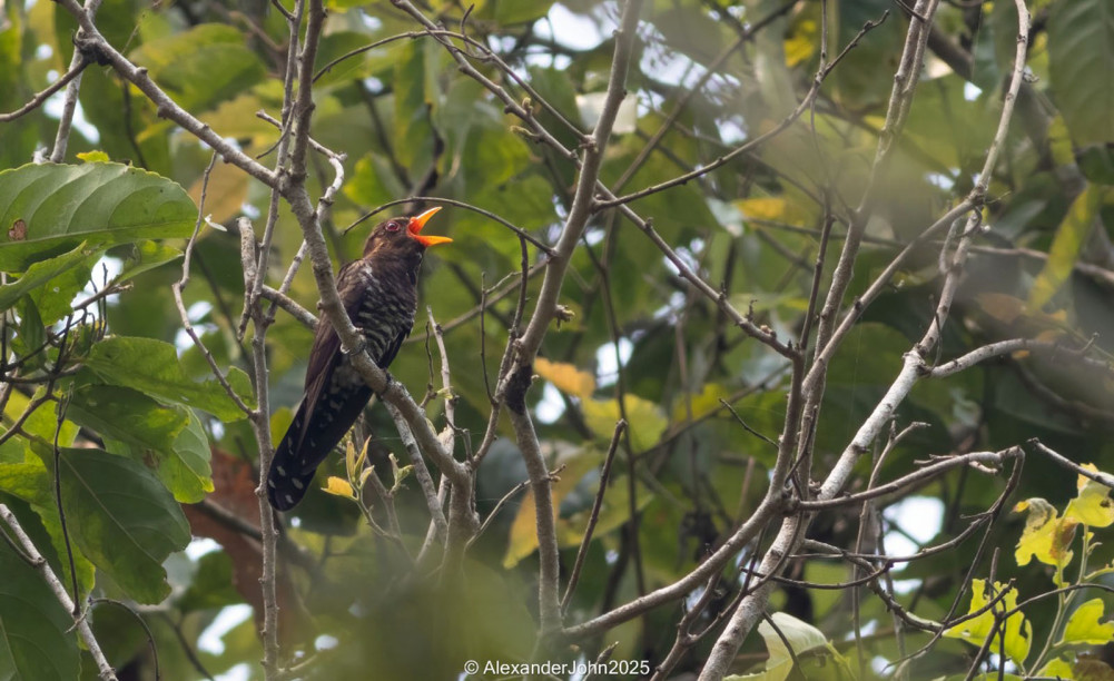 Read more about the article सुखानीमा फेला पर्‍यो नयाँ प्रजातिको बैजनी कोइली चरा