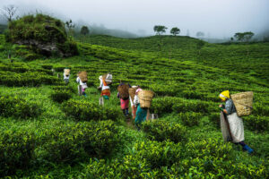 Tea Garden in Darjeeling