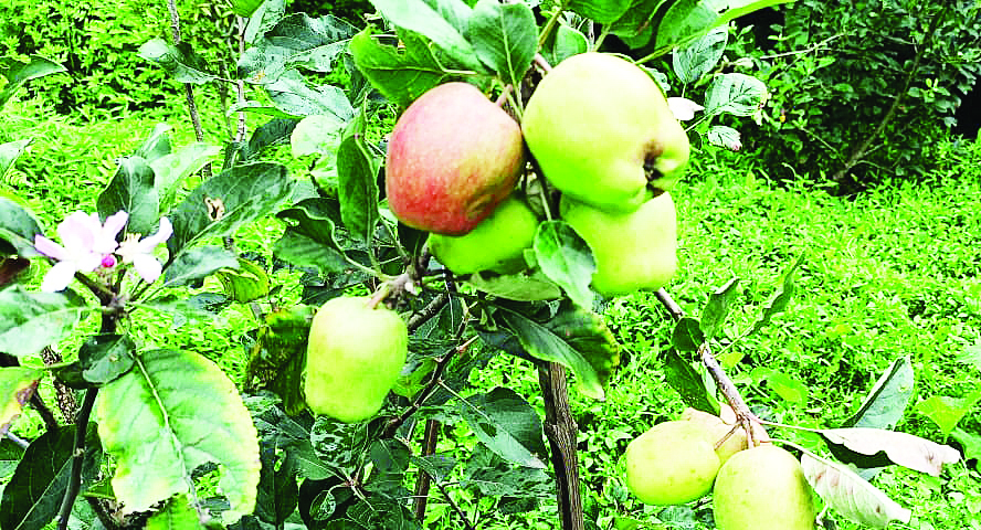 बागवानी खेतीप्रति अग्रसर बन्दै ग्रामीण कृषकहरू