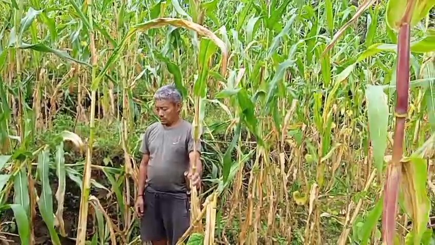 Read more about the article बाँदरको आतङ्कले मकै खेती सखाप